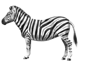black and white zebra drawing