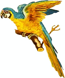 Blue+macaws+birds