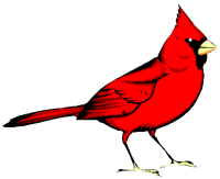 cartoon cardinal bird