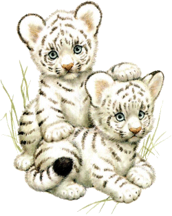 white tiger babies