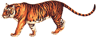 tiger prowling