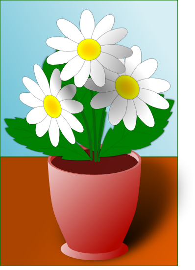 Camomile Or Daisies