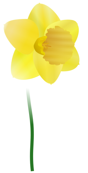 large picture of a daffodil