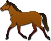 brown haired stallion