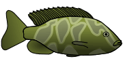 Green fish