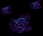 deep blue roses