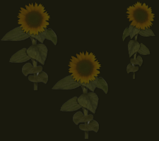 black and sunflower