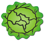Lettuce