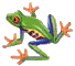 tropical tree frog clipart