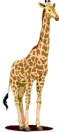 giraffe standing