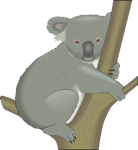 Koala on a Tree Branch