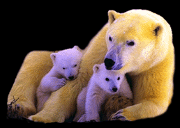 Polar Bear With 2 Cubs