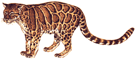 large leopard out hunting