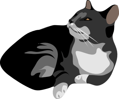 black and grey cat