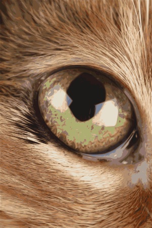 Detailed Cat Eye
