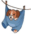 puppy on a clothes line