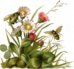 spring flowers