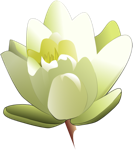 Water Lily