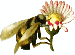bumble bee gathering nectar