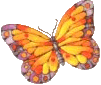 yellow and orange butterfly
