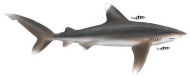 white tip shark