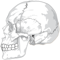 skull side