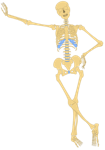 Skeleton Leaning