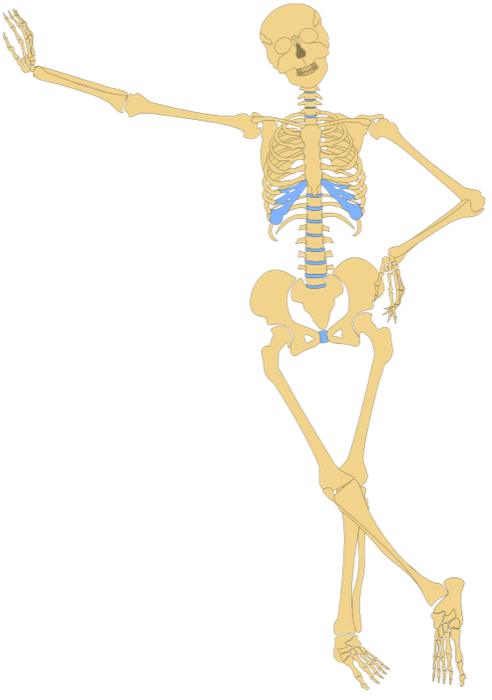 Download Anatomy Clipart